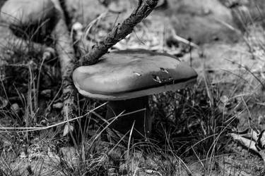 A Little Fungi by LittleWyrdOwl