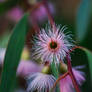 Eucalyptus in Autumn