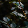 Rainy Days