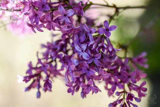 Springtime Lilac (2024)