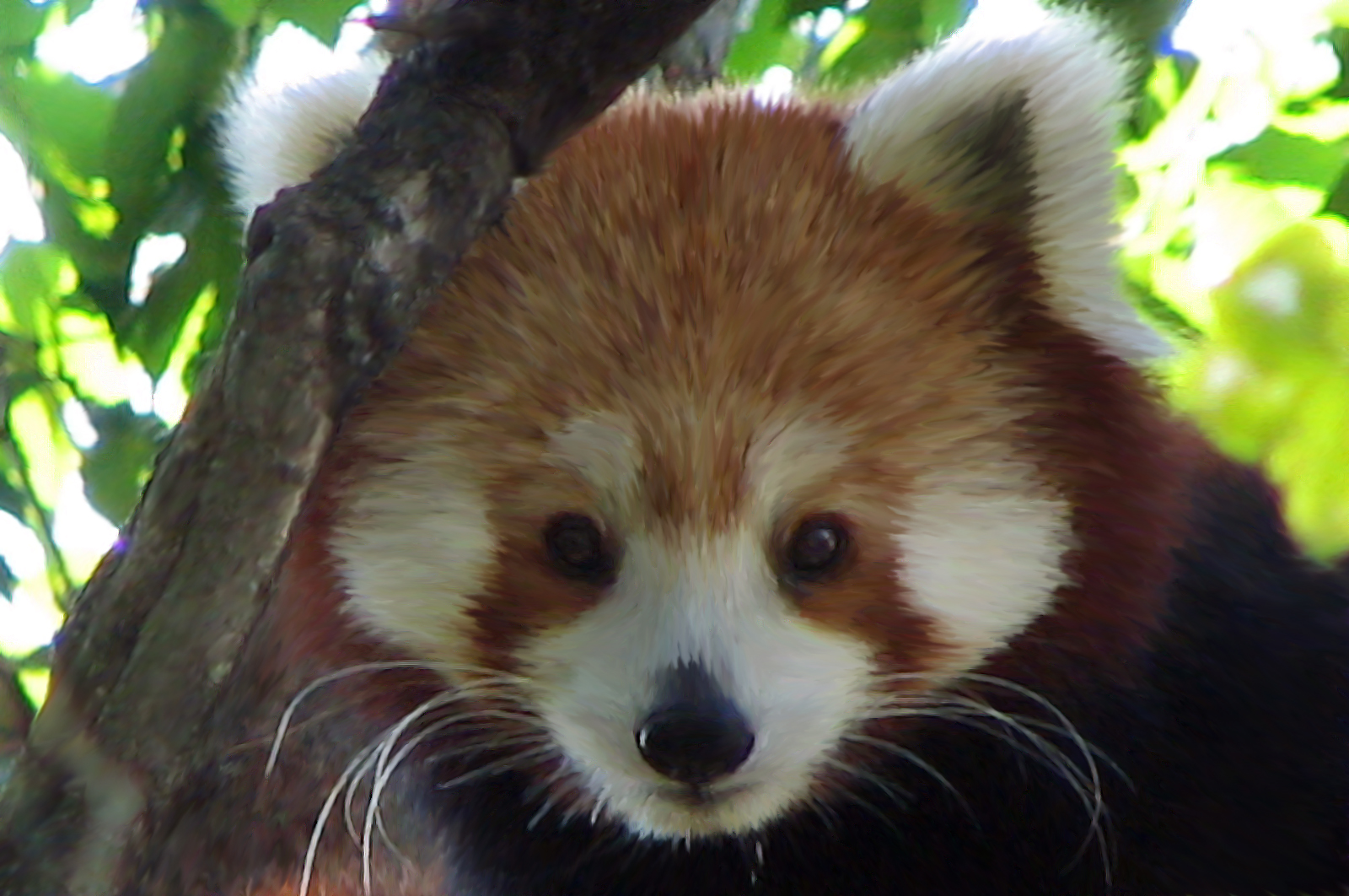 Red Panda Painting