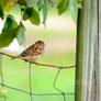 American Tree Sparrow