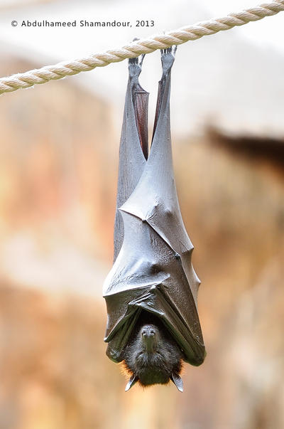 Sleeping Bat by ashamandour on DeviantArt