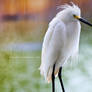 Snowy Egret