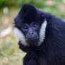 Gray langur