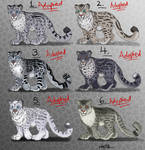 Male Snow Leopard Point Adopts - CLOSED by Nala15