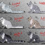 Female Snow Leopard Point Adopts - CLOSED