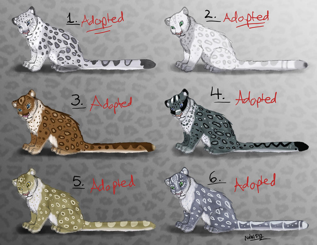 Female Snow Leopard Point Adopts - CLOSED