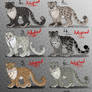 Male Snow Leopard Point Adopts - CLOSED