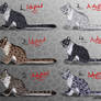 Female Snow Leopard Point Adopts - CLOSED