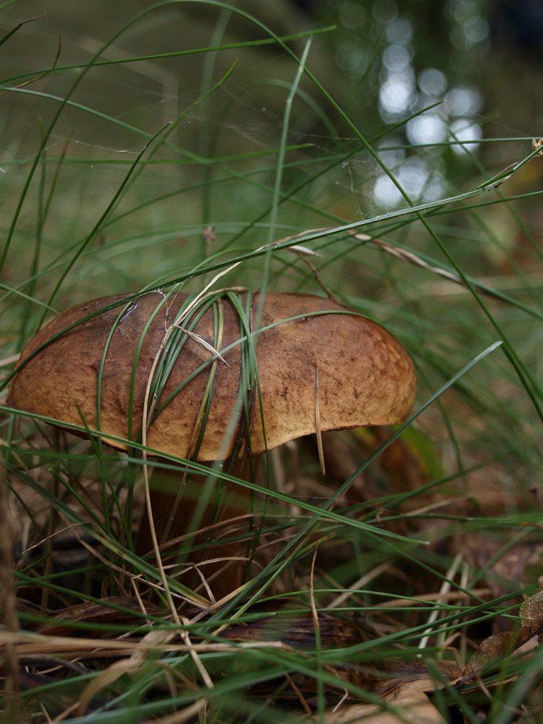 mushroom II