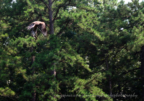 Henry's Flight