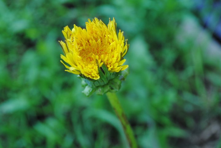 Dandelion Flower