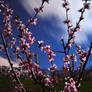 Apple Blossoms