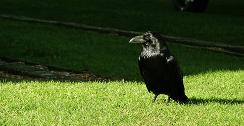 A Raven of the Tower