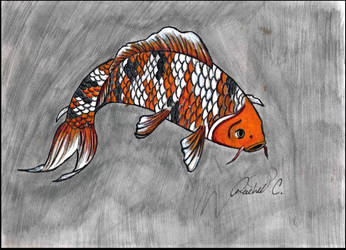 Koi