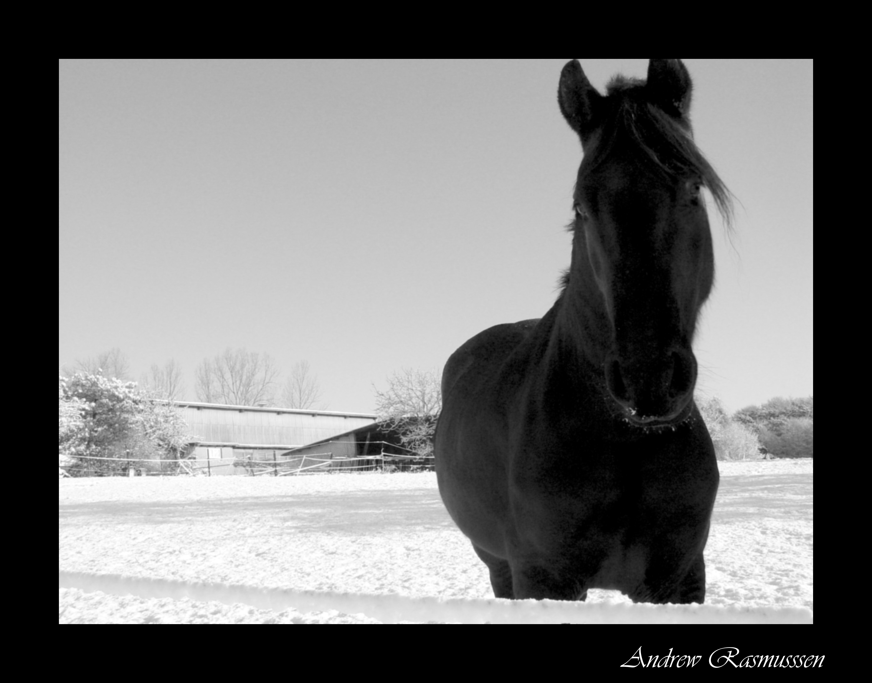 Snow Horse