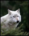 Wolf by happy-schnapper