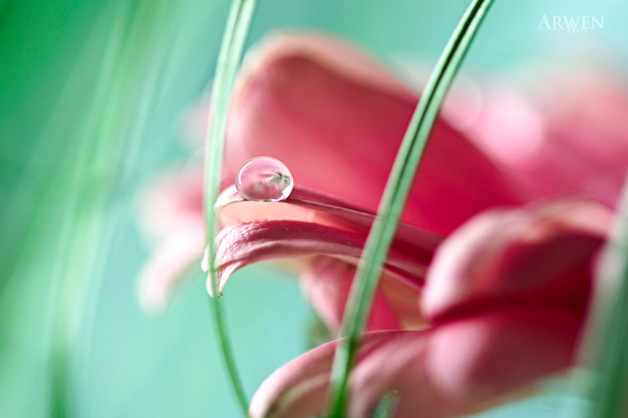 PRECIOUS LITTLE WORLD