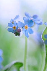 FORGET ME NOT