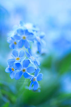 SPIRIT OF BLUE