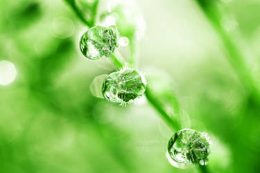GREEN IS BEAUTIFUL