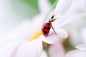 FEEL LOVE IN NATURE