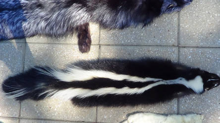 Skunk Fur