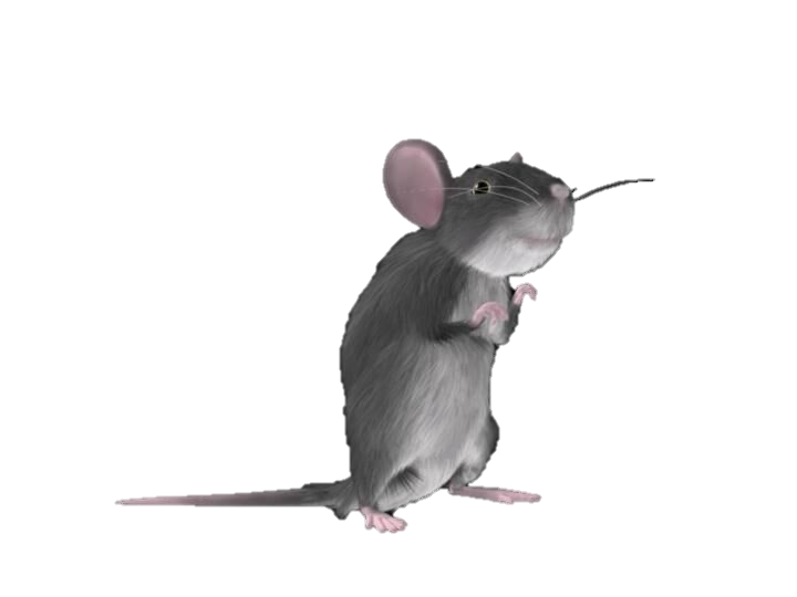 Little Mouse Variations Little Mouse by dillcardinal1978 on DeviantArt