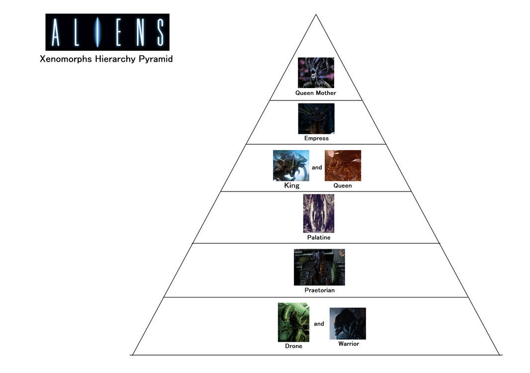 Aliens Xenomorphs Hierarchy Pyramid by Catholic-Ronin on DeviantArt