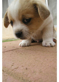 puppies as bashful