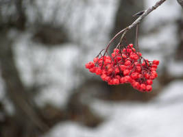 Berries of Hope