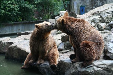 bears in love