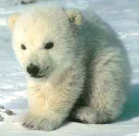 wierd polar bear