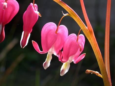 Bleeding Heart in Flower