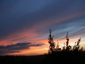 Sunset and nettles