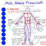 Male Anthro Framework