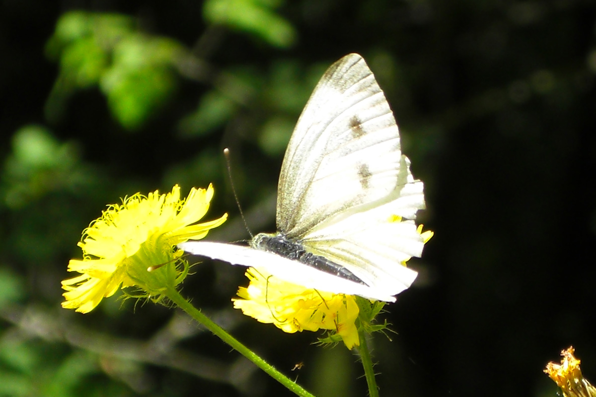 sister butterfly