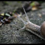 Snail