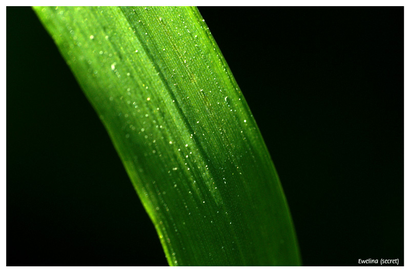 Grass on black background