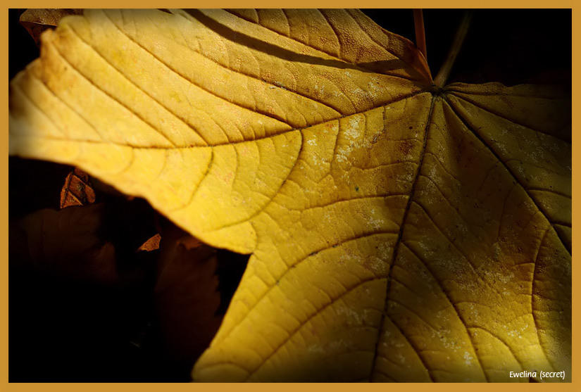 Zolty lisc by esecret on DeviantArt