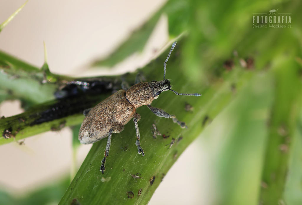 Eeeee Insect Insect by esecret on DeviantArt