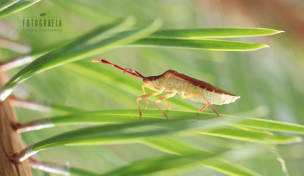 Elint Insect Insect by esecret on DeviantArt