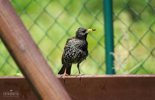 Sturnus vulgaris