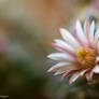 Cactus in bloom