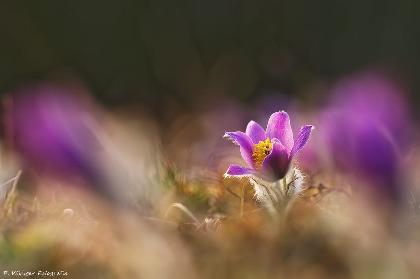 Pulsatilla vulgaris II