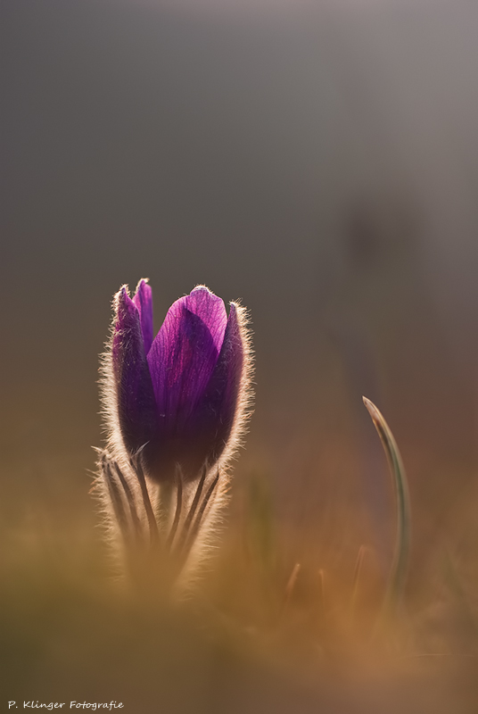 Pulsatilla vulgaris IV