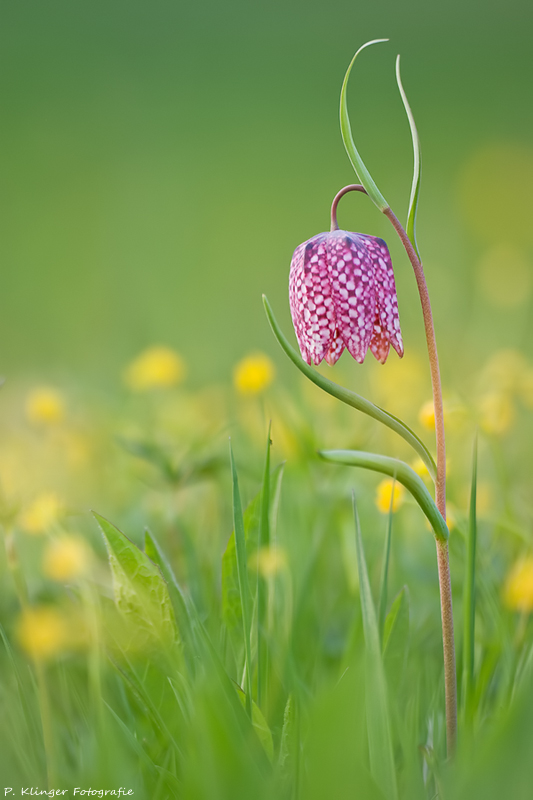 Fritillaria meleagris IV