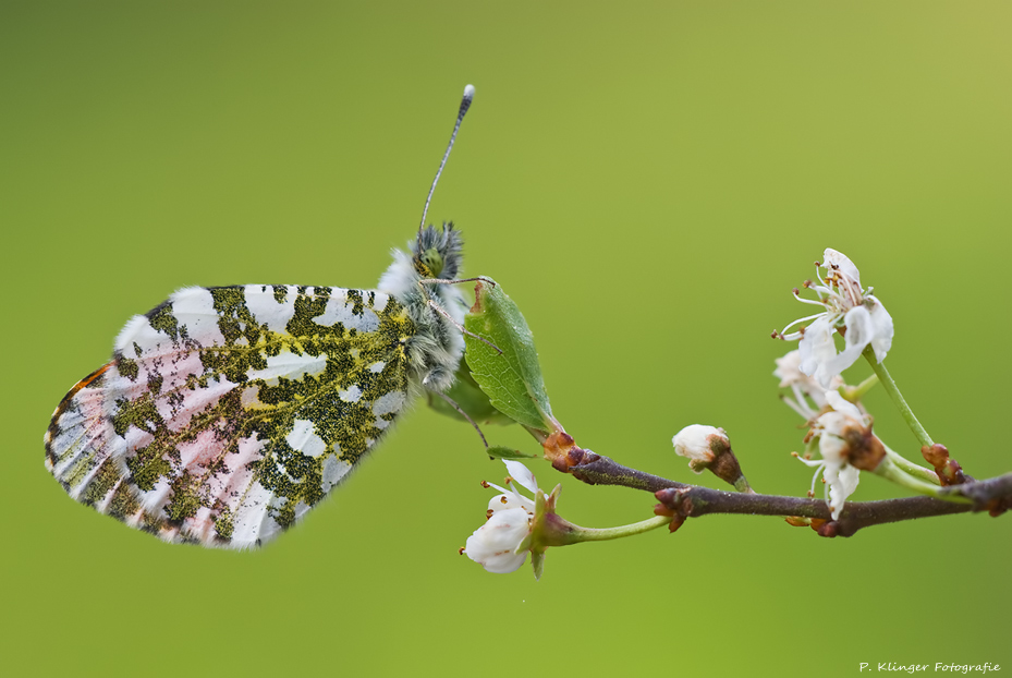 Anthocharis cardamines II