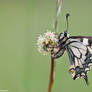 Papilio machaon II